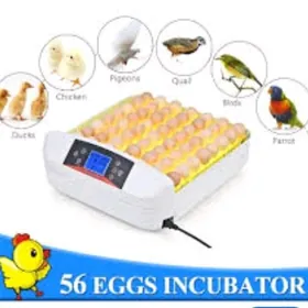 incubator 56 egg