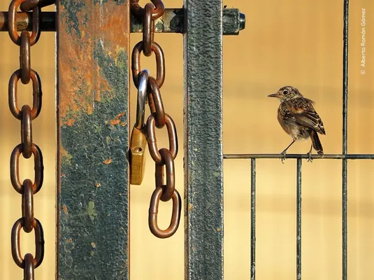Wildlife Photographer of the Year – 2024 bäsleşiginiň ýeňijileri yglan edildi