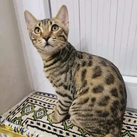 bengal pişik