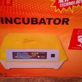 inkubator