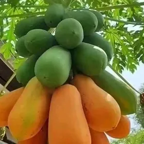 TURK NAHAL PAPAYA