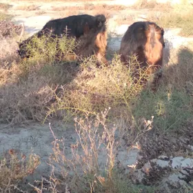 Geçiler bar 8 sany gaty gowy