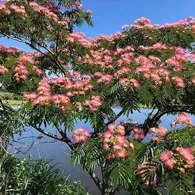 albizia.