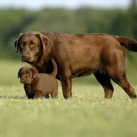 Labrador, лабрадор