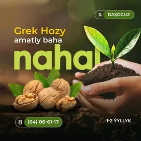 Nahal grek hozy