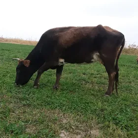 TÄZE BUKYDAN ÇYKAN SYGYR