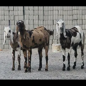 PAKISTAN geçiler we tekeler