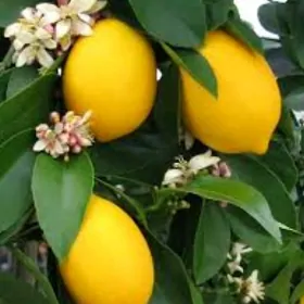 TURK NAHAL LIMON YEDIVEREN