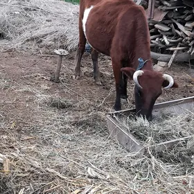 göleli, bogaz sygyr