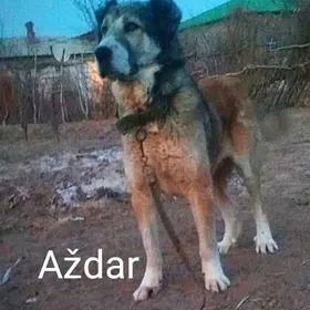 AŽDAR