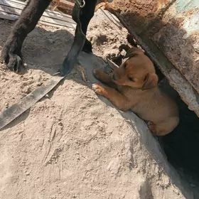 щенок в добрые руки 🥰