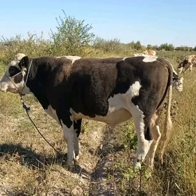 Galşdey okuz tohumlyk