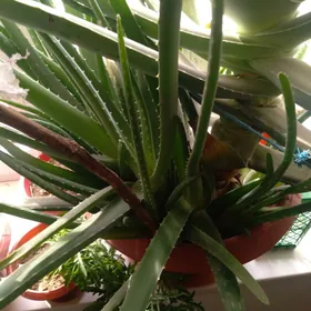 aloe vera