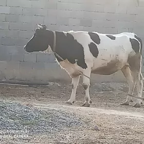 Bogaz Golişteýin tüwe