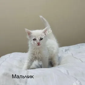 Белые Котята