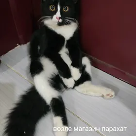 котик Кузьма