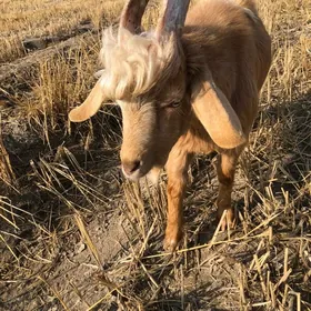 Ýaş teke geçi