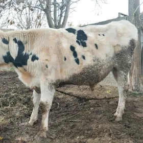 Öküz bakylan çekip berjek