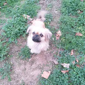 Pekines