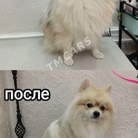 СТРИЖКА СОБАК И КОШЕК