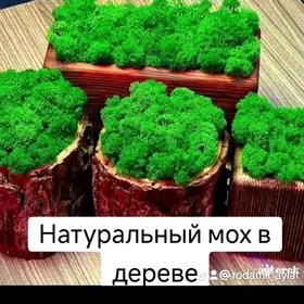 Натуральный мох из дерева