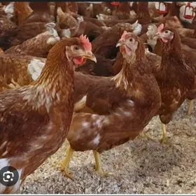 juyje towuk İnduk ördek horaz