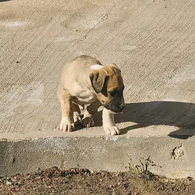 Pitbull Kuchuk, Питбуль собака