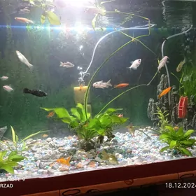 Akvarium balyk