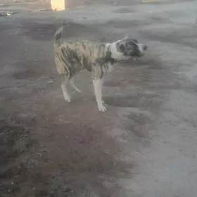 Ady Syrtlan 1 yŞly köpek