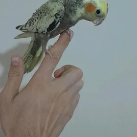 попугаи 🦜🦜🦜