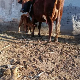 SÜYDLEK GOLELI SYGYR TOHYM MAL