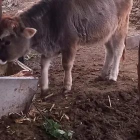 galşdeýn okuzçe tuwe