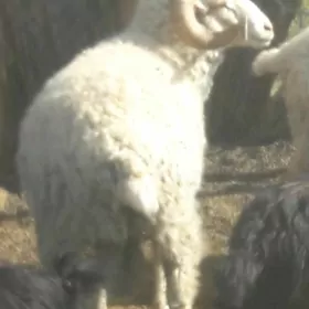 Merinos goç