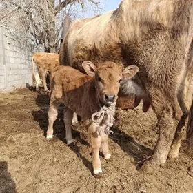 göleli sygyr 16 000