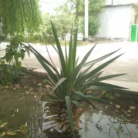 Юка рассада