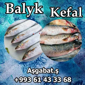 KEFAL KREWETKI RAKI