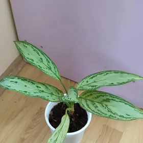 aglaonema gul