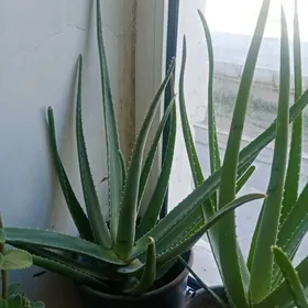 aloe