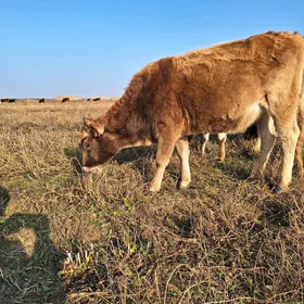 TOHUM ŞWIS TÜWE