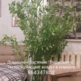 Домашнее растение