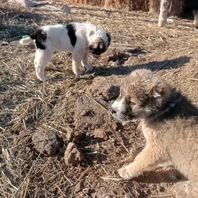 алабай гужуклер