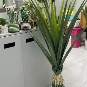 aloe Decor