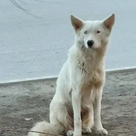 собака альбинос.