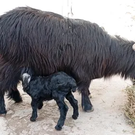 Owlakli Geçi