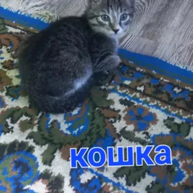 кошки