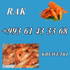 RAK KREWETKA РАКИ КРЕВЕТКИ