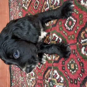 Arassa  rus  spaniel