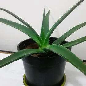 aloe