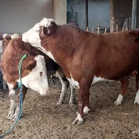 Arassa Simmental tuwe