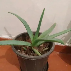 Aloe